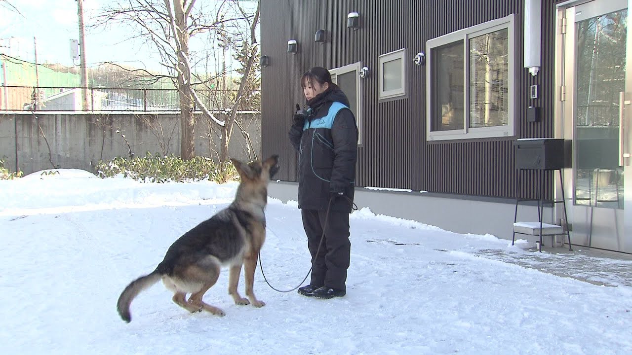 【密着】「ベストパートナーになりたい」“鼻の捜査官”警察犬と最強タッグ目指す若手警察官の訓練の現場＿カギは息を合わせられる『信頼関係』作り！北海道