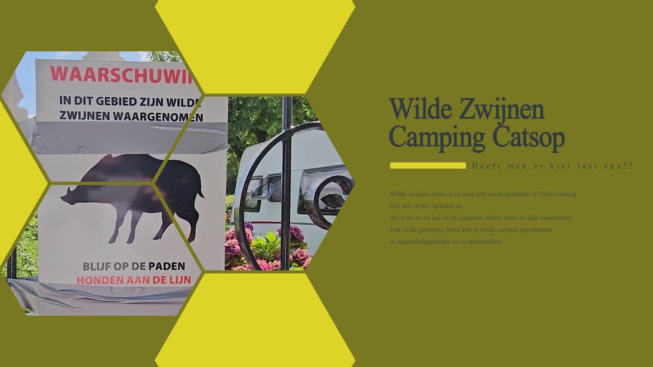Wilde Zwijnen en Toerisme_2024