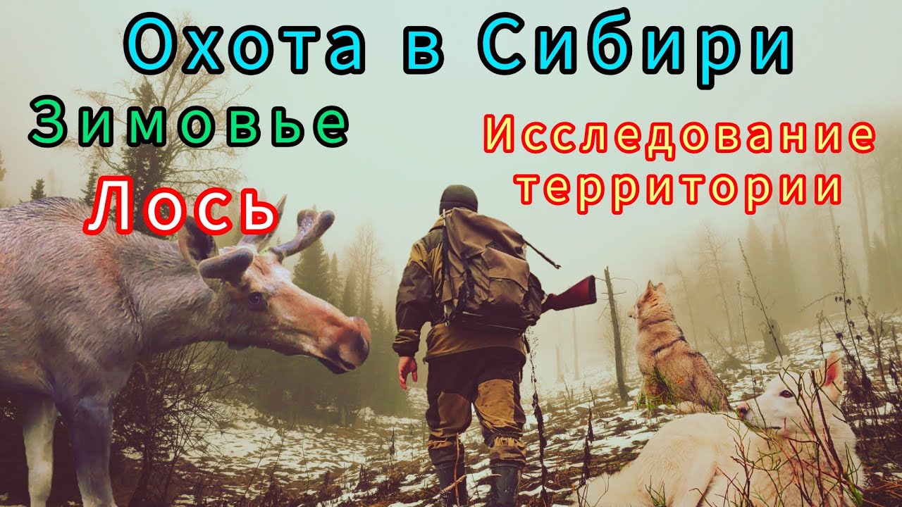 Охота в Сибири / ЛОСЬ / Зимовье / Исследование  территории / Охота с ЗСЛ