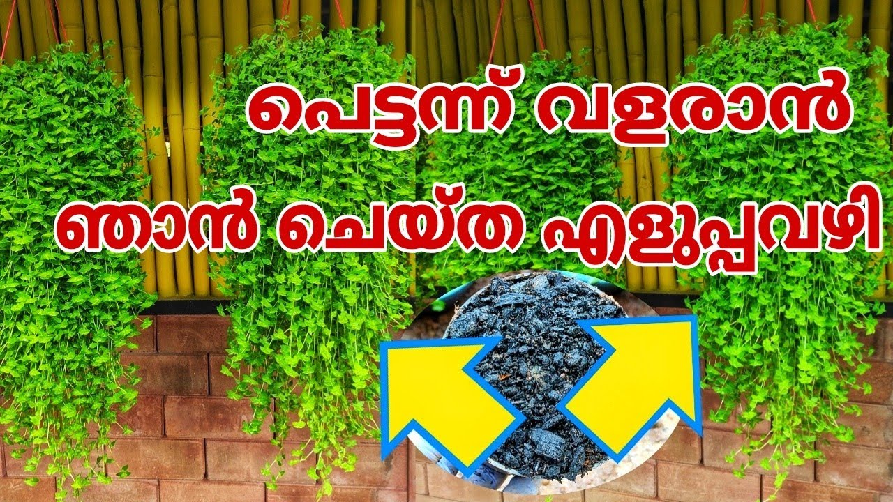 തഴച്ചുവളരാൻ ഞാൻ ചെയ്ത കാര്യങ്ങൾ Turtle Vine Care & Gardening ideas in malayalam