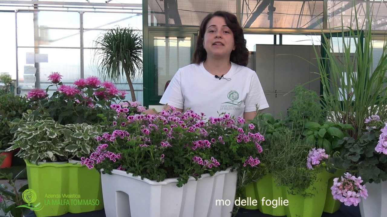 GreenAct in pillole - PIANTE ANTIZANZARE