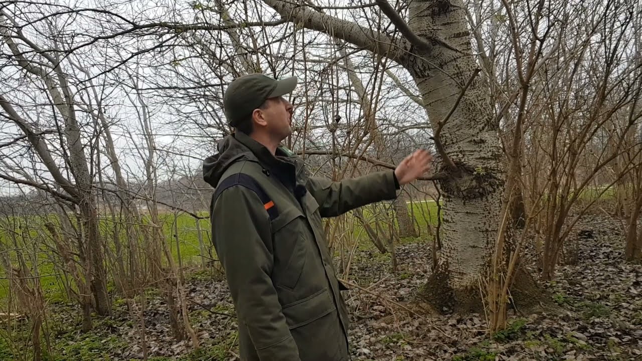 #2 Op pad met boswachter Bosonderhoud en Blessen