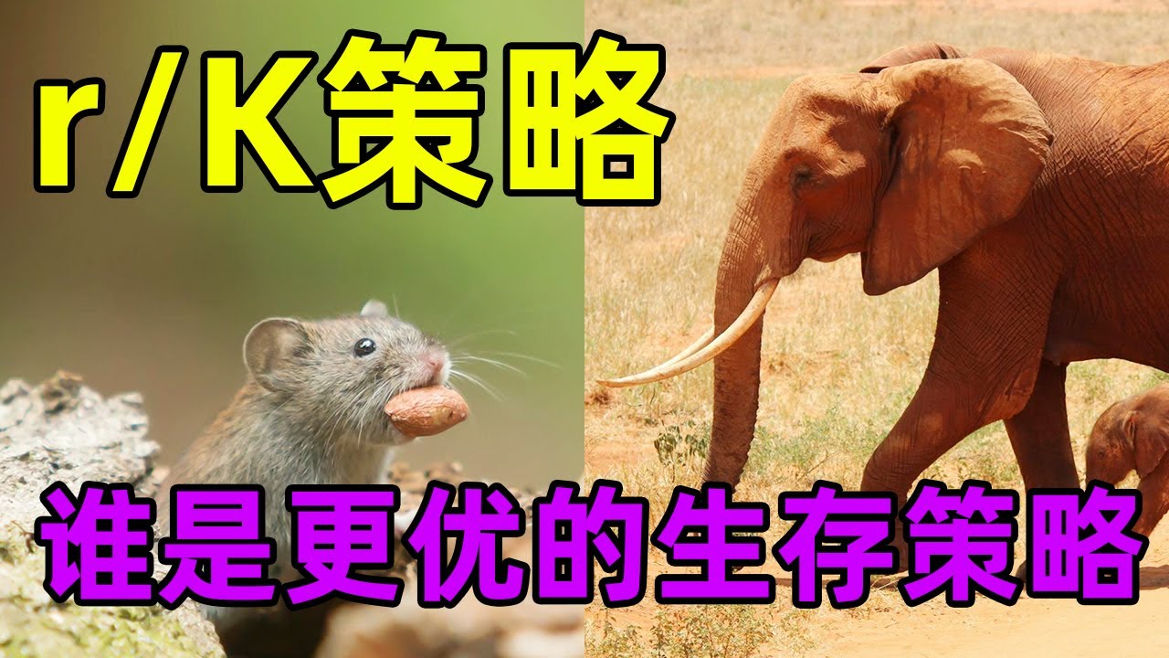 【rk策略】梭哈还是冲量?值得深思的生存繁殖策略|rK strategy: who is the better survival strategy?