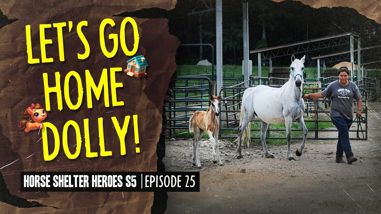 Horse Shelter Heroes S5E25 - Let's Go Home Dolly!