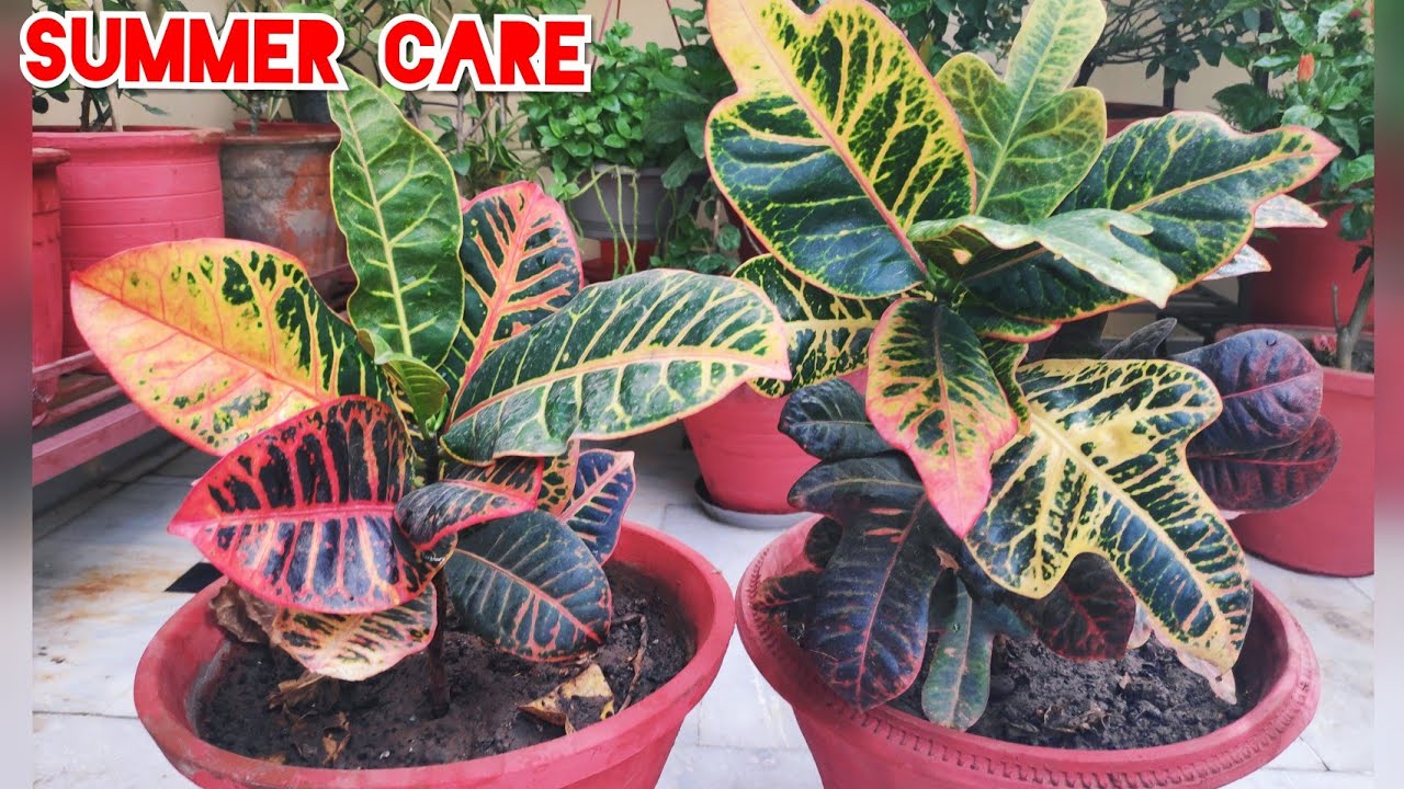 Croton plant care, croton summer care, why croton leaves fall, croton organic fertilizer, khaad