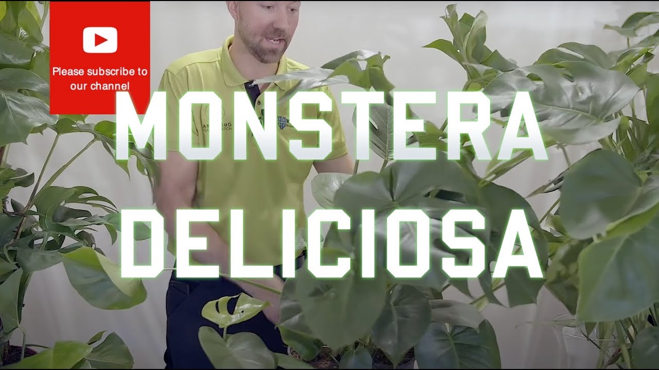 All you need to know about Monstera Deliciosa