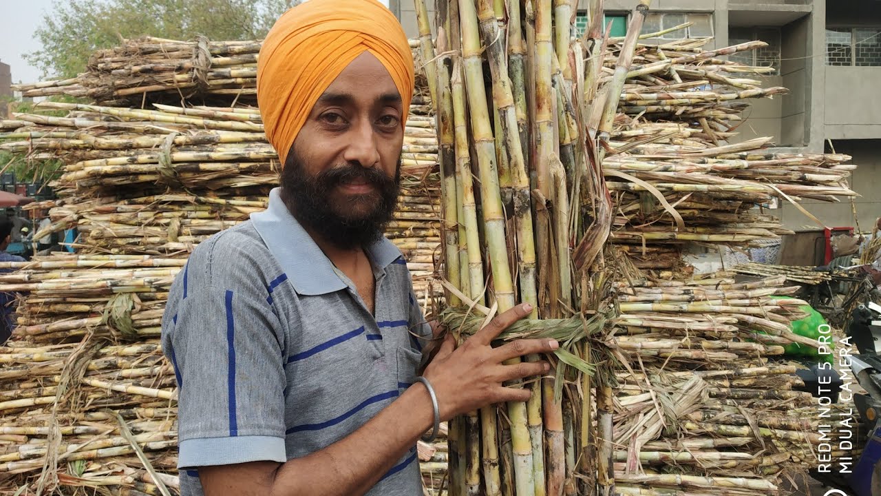 Ganna(sugarcane) keshopur mandi delhi.