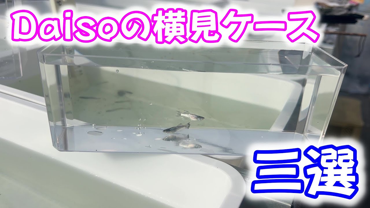 【めだか】春の選別に向けて横見ケースを新調しました。Daisoの横見ケース三選　Ｂ型おやじ　2026年　1月　21日　投稿