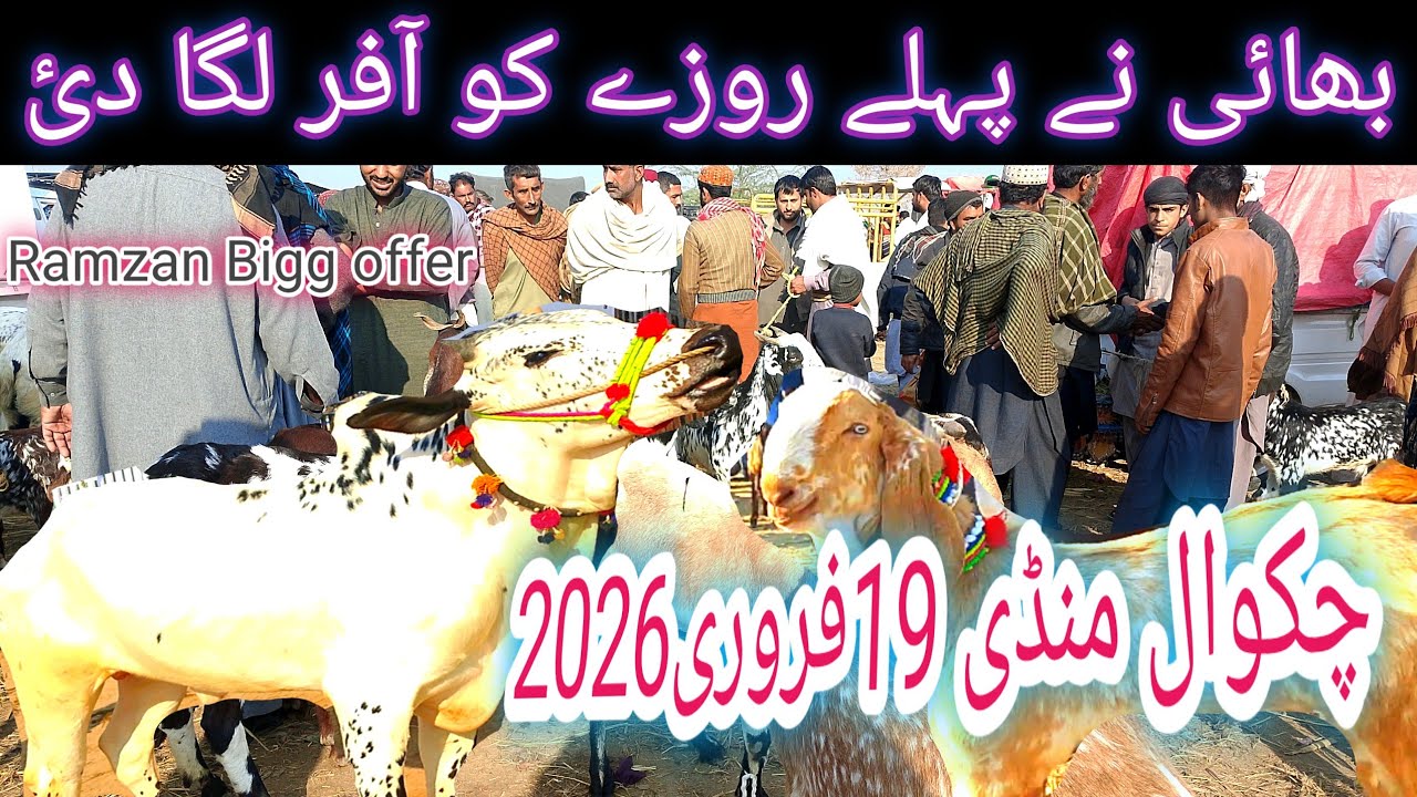 Chakwal Bakra Mandi|Chakwal Mandi Ramzan Bigg offer |chakwal Mandi latest 