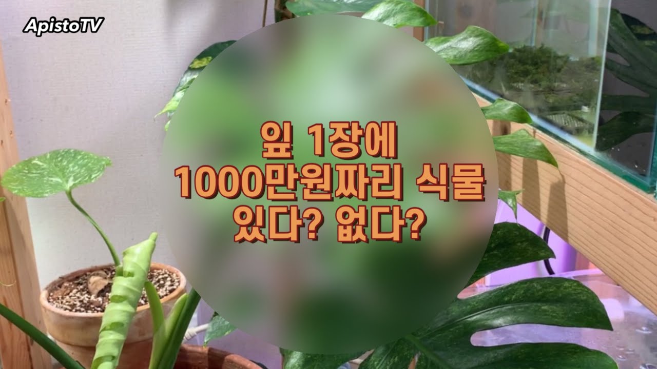 잎 1장에 1000만원짜리 식물을 구경하고 왔습니다[무늬종찐마니아/관엽식물/반려식물/몬스테라]