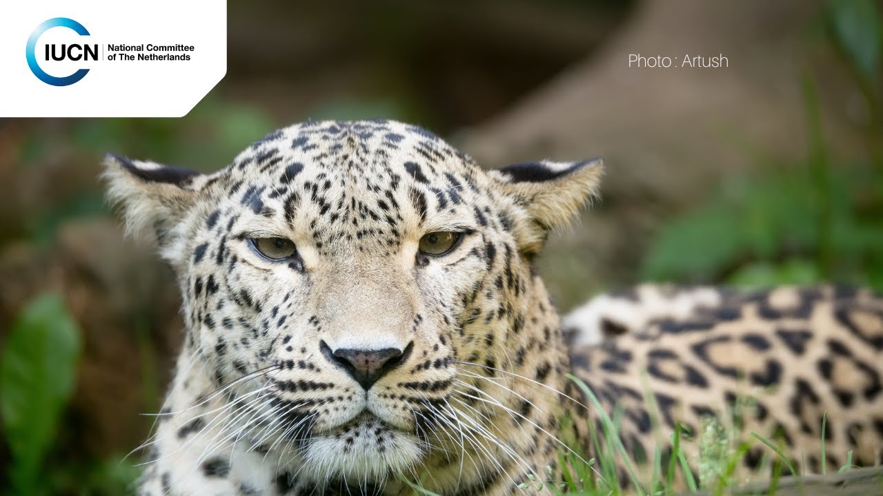 Tail of endangered Caucasian leopard caught on camera