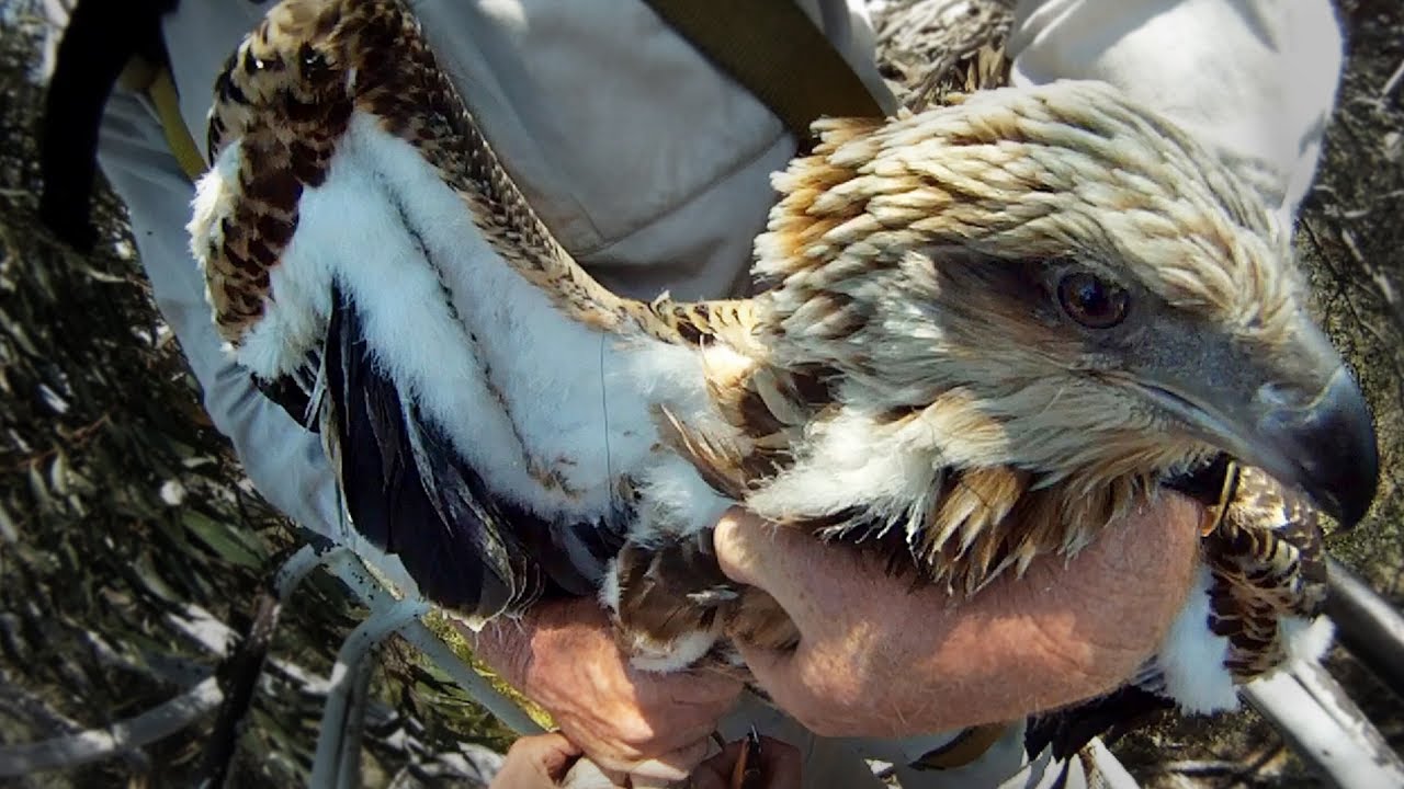 GoPro: Sea Eagle Rescue