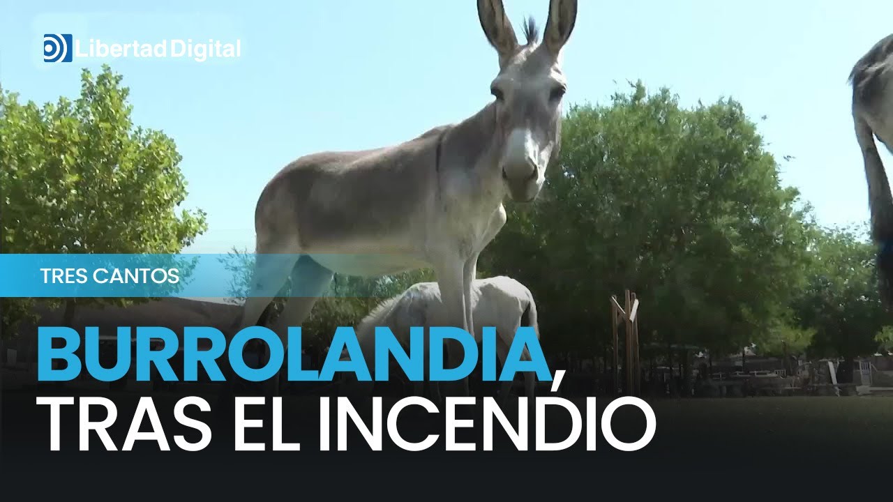 Burrolandia sobrevive al incendio de Tres Cantos
