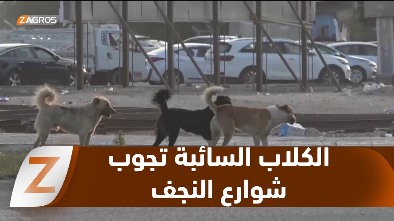 النجف.. ازدياد المخاوف من انتشار الكلاب السائبة مع اقتراب العام الدراسي الجديد