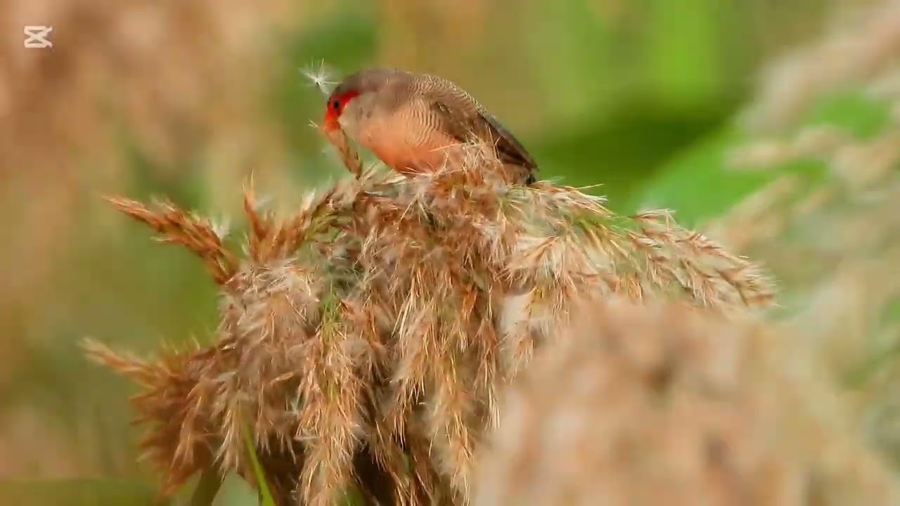籠中逸鳥*橫斑梅花雀☆雅集攝影製作☆攝於：新北市樹林區鹿角溪濕地☆拍攝日期：113.11.25