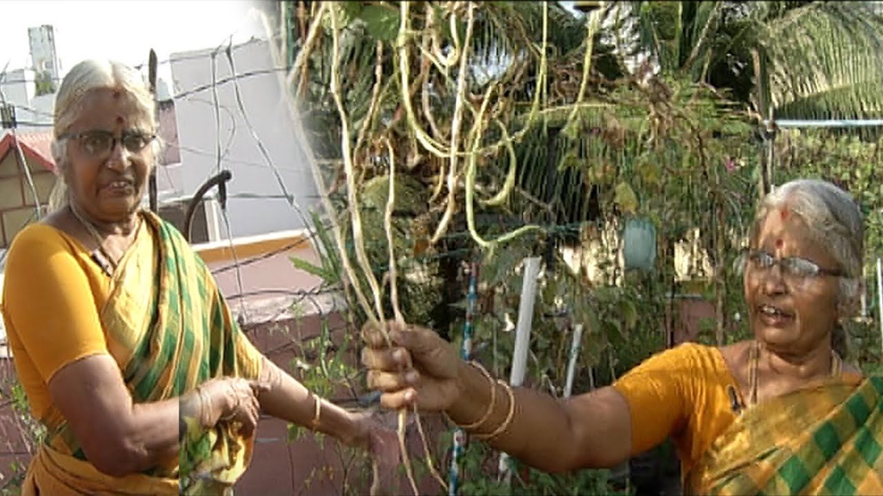 வீட்டு மாடியில் 5கிலோ மஞ்சள் சாகுபடி செய்த 67 வயது பெண்மணி | Malarum Bhoomi