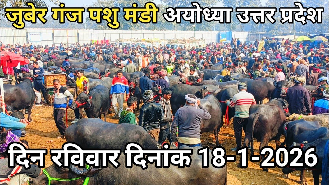 जुबेर गंज पशु मंडी अयोध्या उत्तर प्रदेश का सबसे बड़ा पशु बाजार है ✅ दिन रविवार दिनांक 18-1-2026!