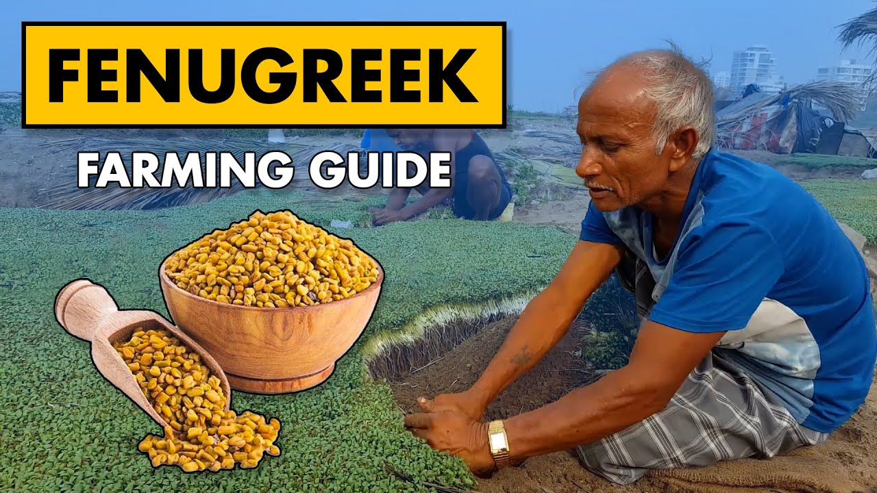 Fenugreek (Methi) Farming | How to grow Fenugreek at Home from Seeds | Methi Leaves Cultivation