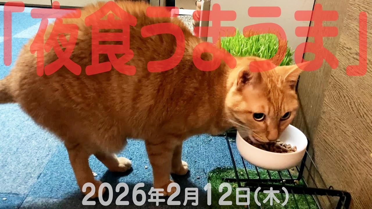 我が家の猫たち「夜食うまうま」2026年2月12日(木)