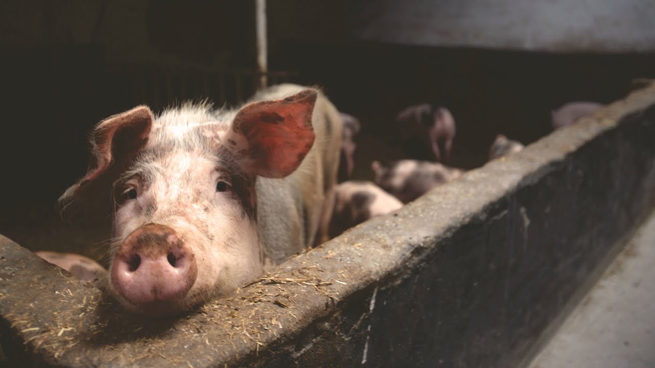 The Complete Pig Feeding Guide: From Wean to Finish