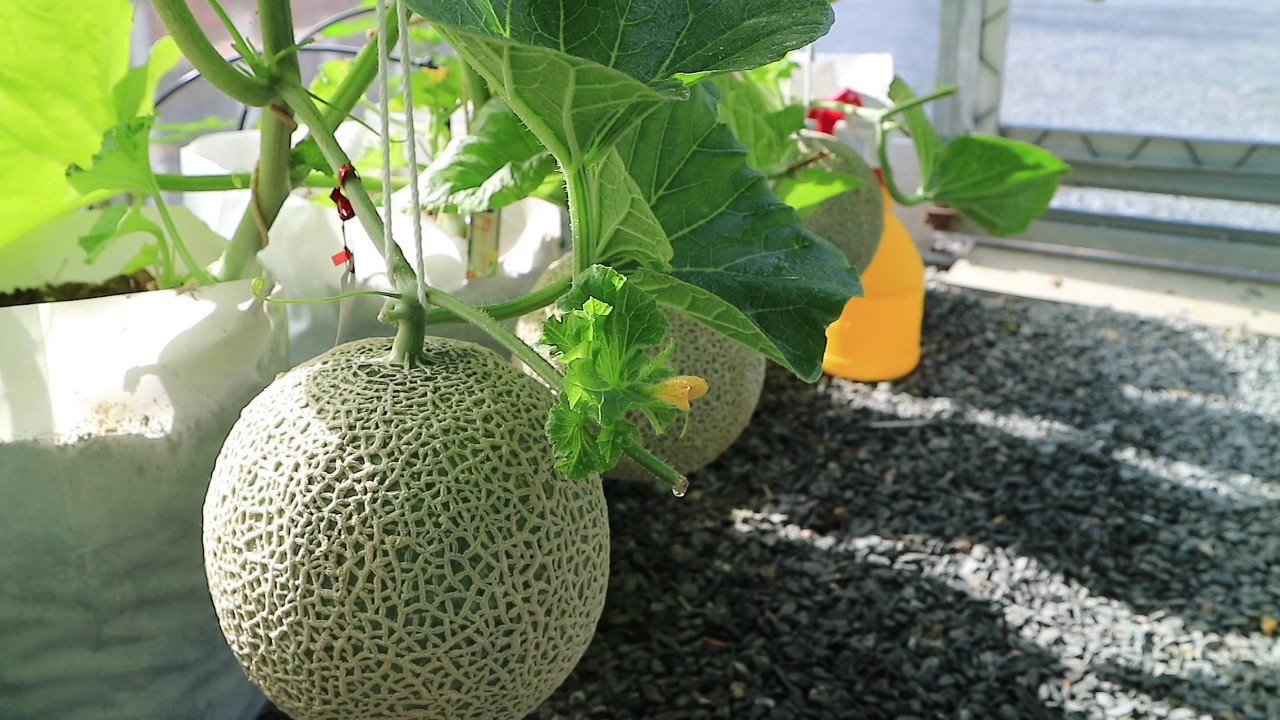 การทำหวานเมล่อน