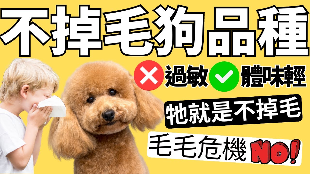 這10種狗狗都不掉毛，只養大型犬的不用看｜❌戴森吸塵器❌掃毛機器人✅CC