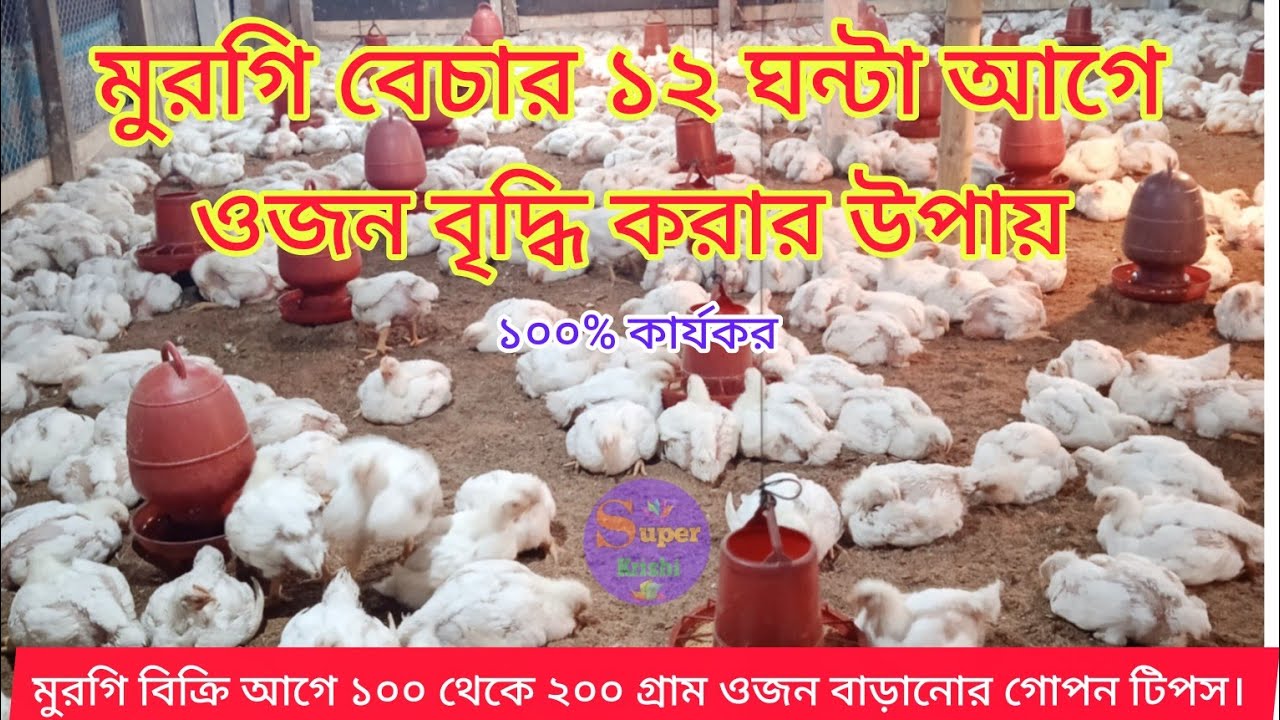 মুরগি বেচার মাত্র ১২ ঘন্টা আগে ওজন বাড়ানোর গোপন কৌশল,১০০ থেকে ২০০ গ্রাম ওয়েট বাড়িয়ে নিন খুব সহজে