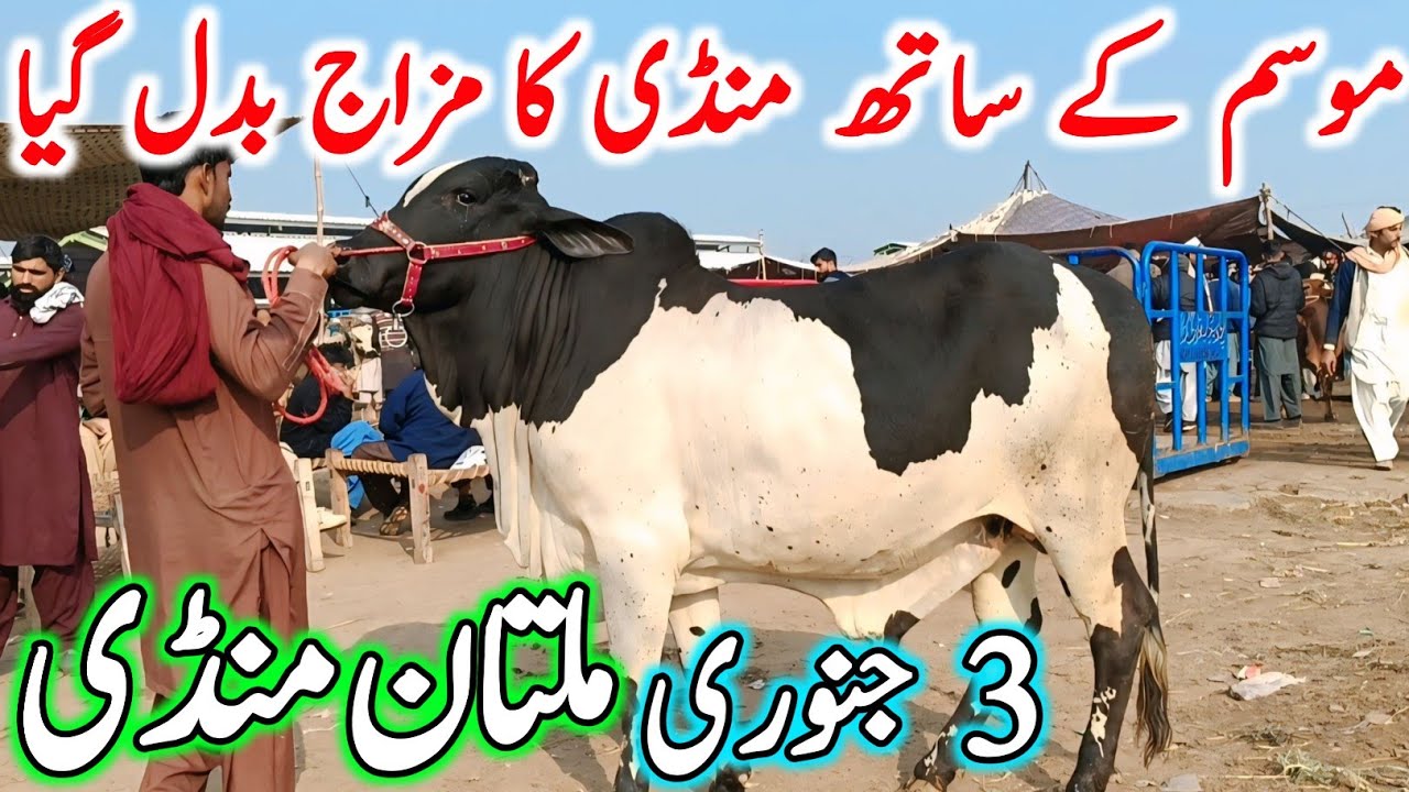 Today Multan Cow Mandi Fresh Latest Update | Cholistani Ablk Sahiwal Brahman Bachre | Cow Mandi 2025