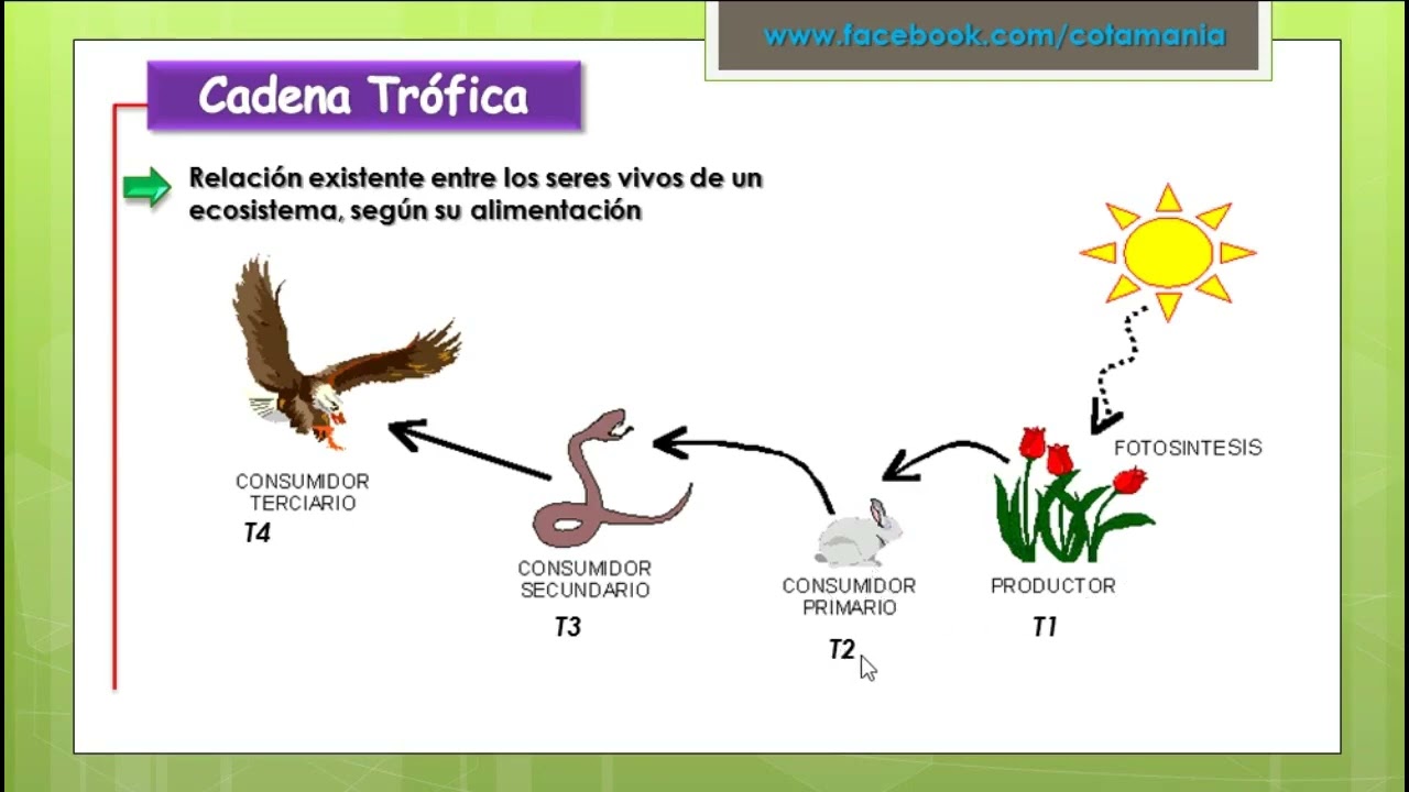 ECOLOGIA - Cotamania