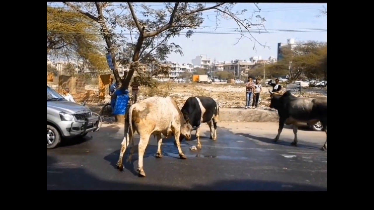 KILLER BULL FIGHT  -  Captured by  HARJEET CHOUDHARY