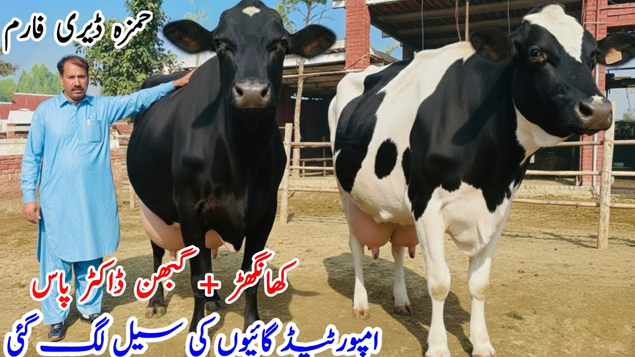 Hamza Dairy Farm | Imported Cows | Khnghar Cows | Doctor Pass Cows | Top Quality Dairy Farm Pakistan