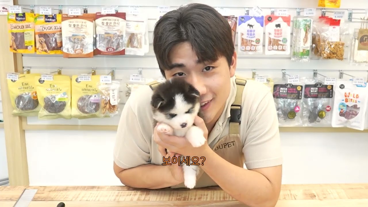 광주폼스키분양 진짜 귀여운 견종을 소개합니다 허스키와 포메의 특징이 다 있는 귀여운 폼스키 (feat. 여수 목포 순천 나주)