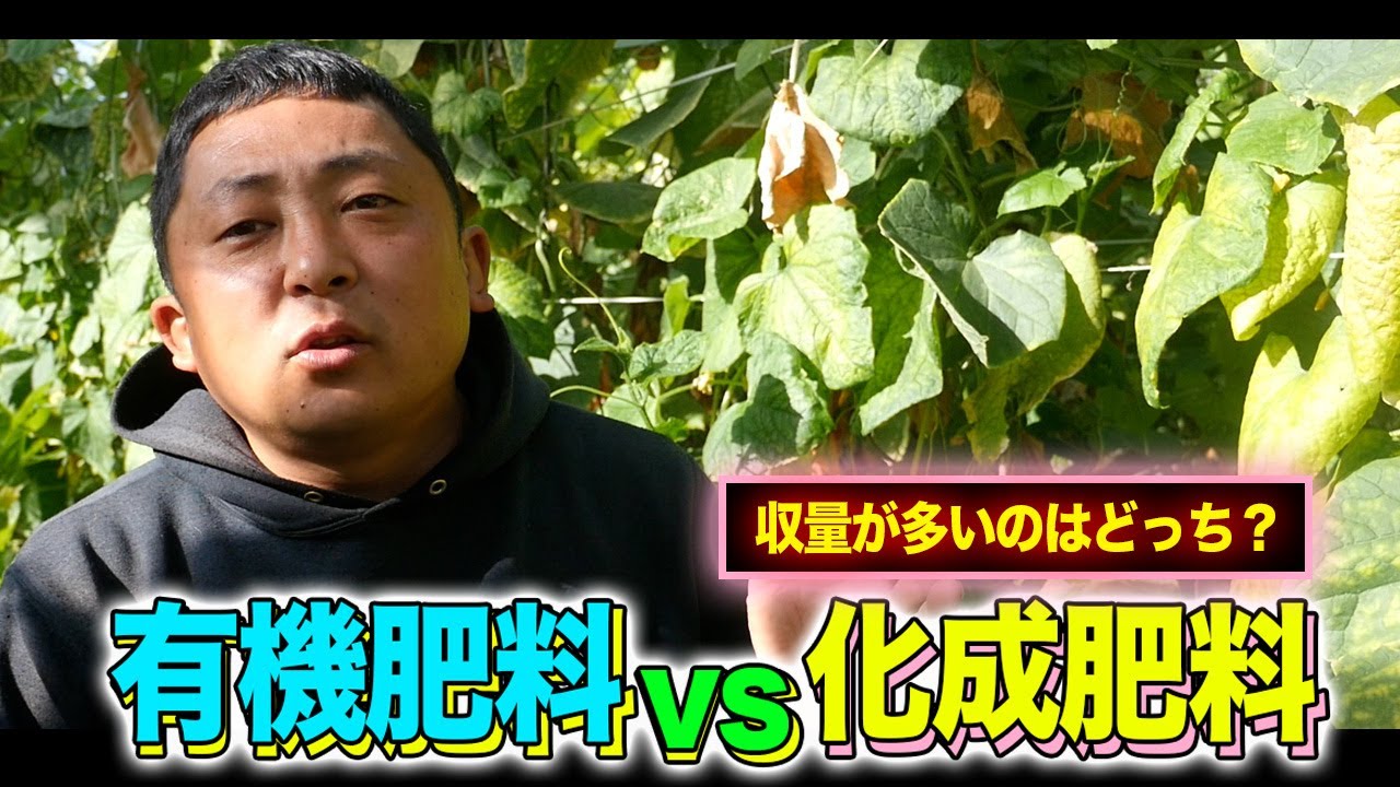 【収量UP検証】有機と化成でキュウリの収量は変わるのか？