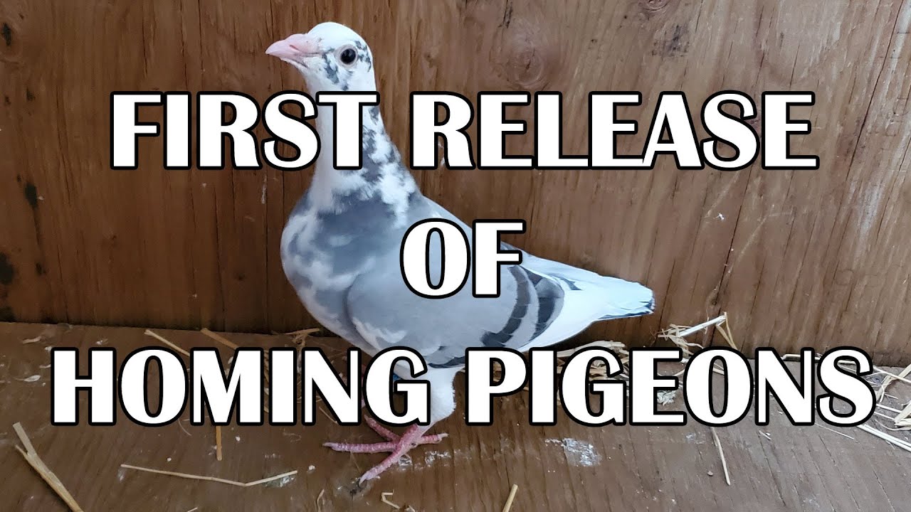 My FIRST RELEASE of homing pigeons - watch and be amazed!