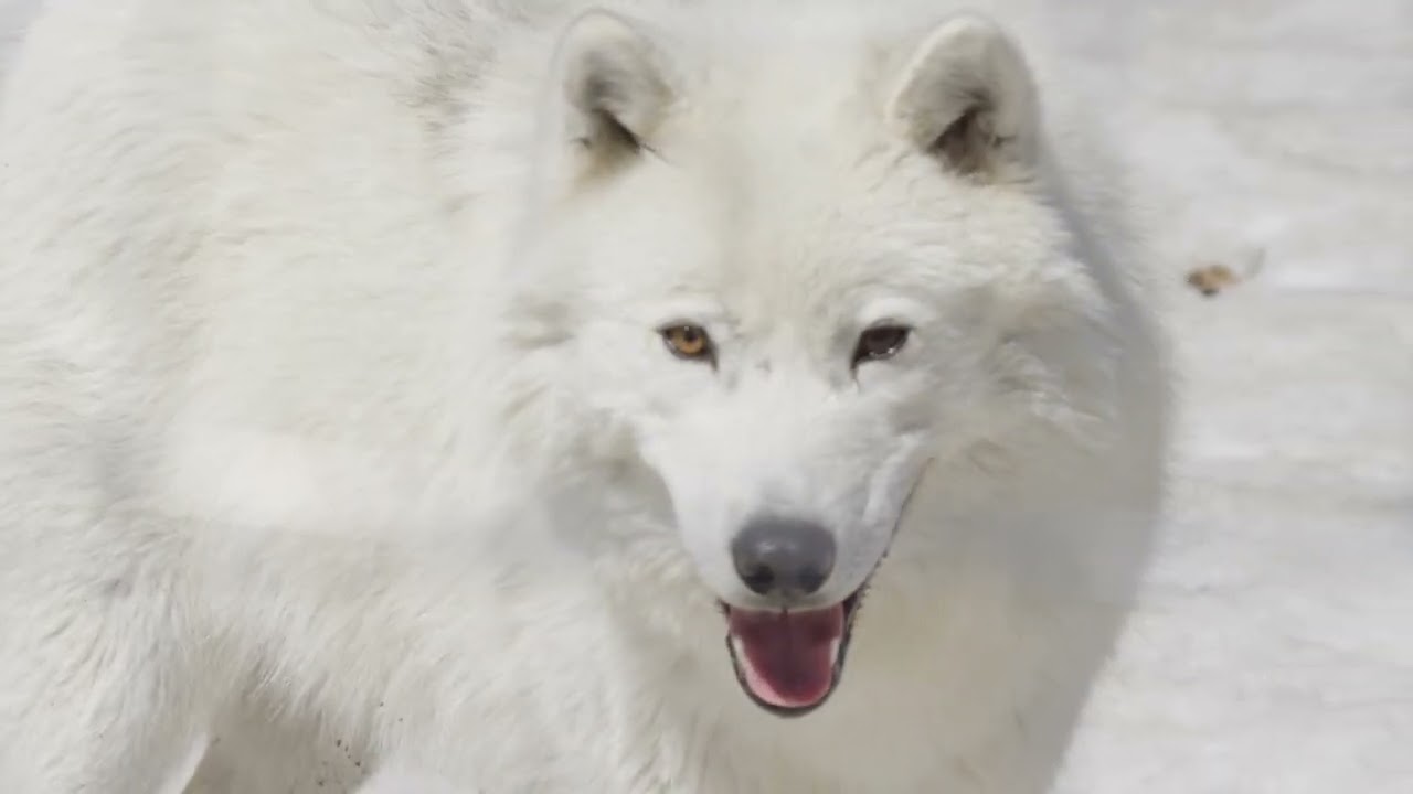 Two Wolves