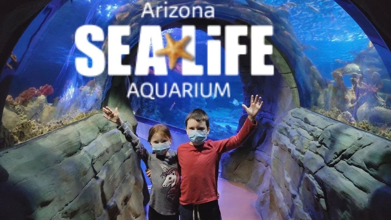 This place is magical! Arizona Sea Life Aquarium - Full Walk through 4K #sealife #arizona #aquarium