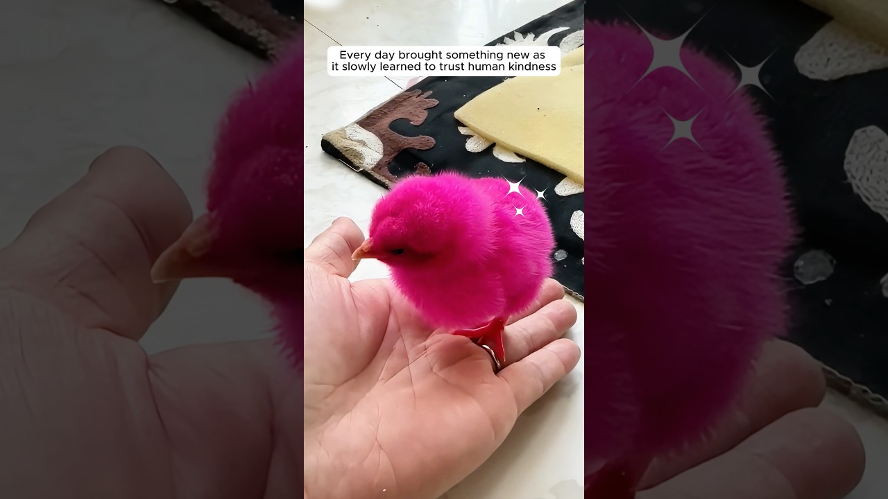 This woman rescued a dyed pink chick from traffic and raise it with love