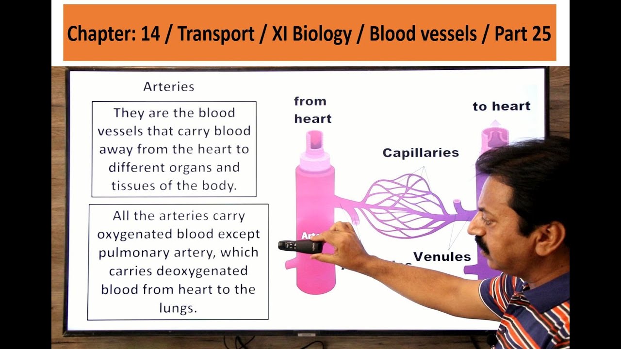 Chapter : 14 / Transport / XI Biology / Blood vessels / Part 25