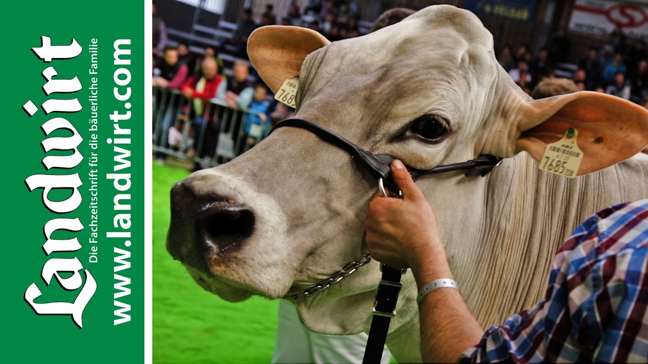 Braunvieh Landesschau 2017 Tirol | landwirt.com