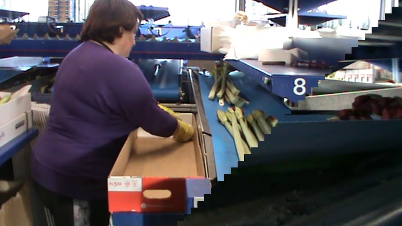 Amaryllis sorteer machine van Der Ende Flowers