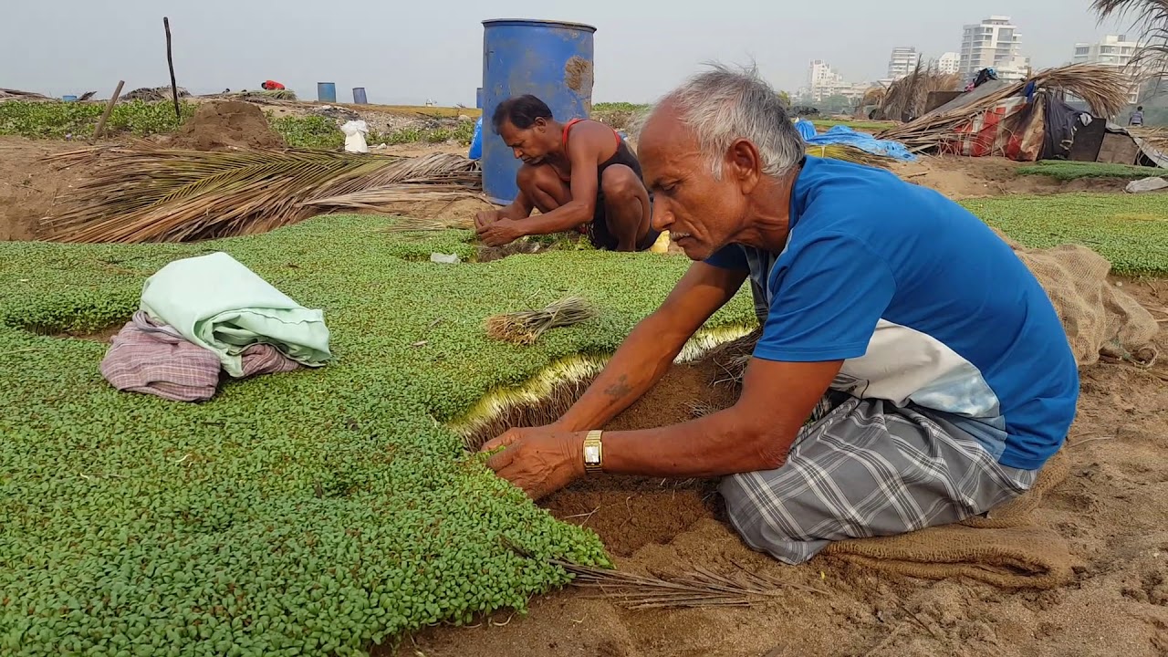 Yes! It's Methi ( Fenugreek )being grown without CHEMICALS at Versova beach