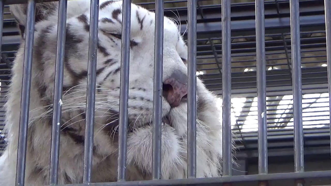 2019.1.3 宇都宮動物園☆ホワイトタイガーのアース王子ハズバンダリートレーニング