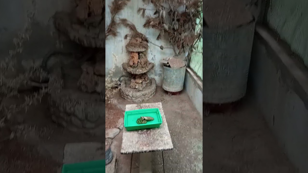 فقص البيض وتحجيل فراخ الحسون و الهجين مع بعض لا تنسوا دعاء للوالدة الله يسخر ووفق كل مربي يارب.