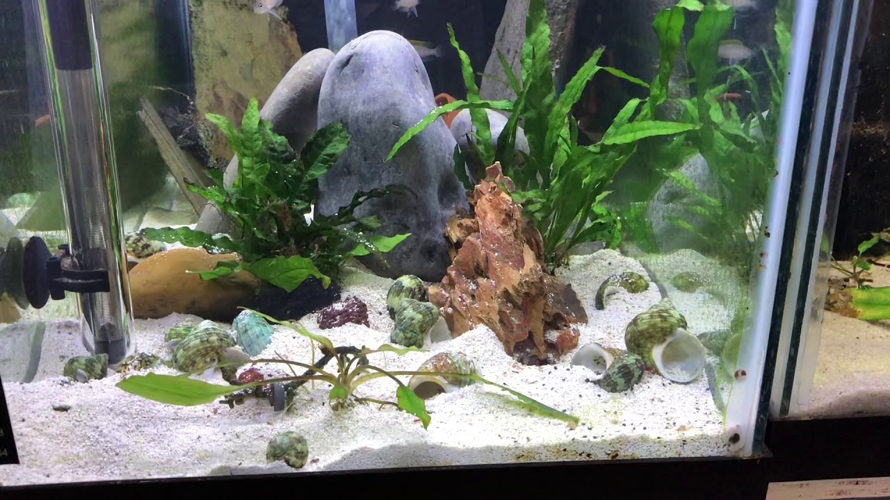 neolamprologus caudopunctatus