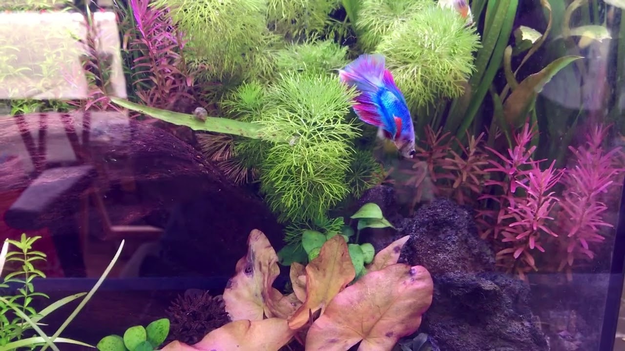Half Moon Betta In 7 Gal Planted Tank