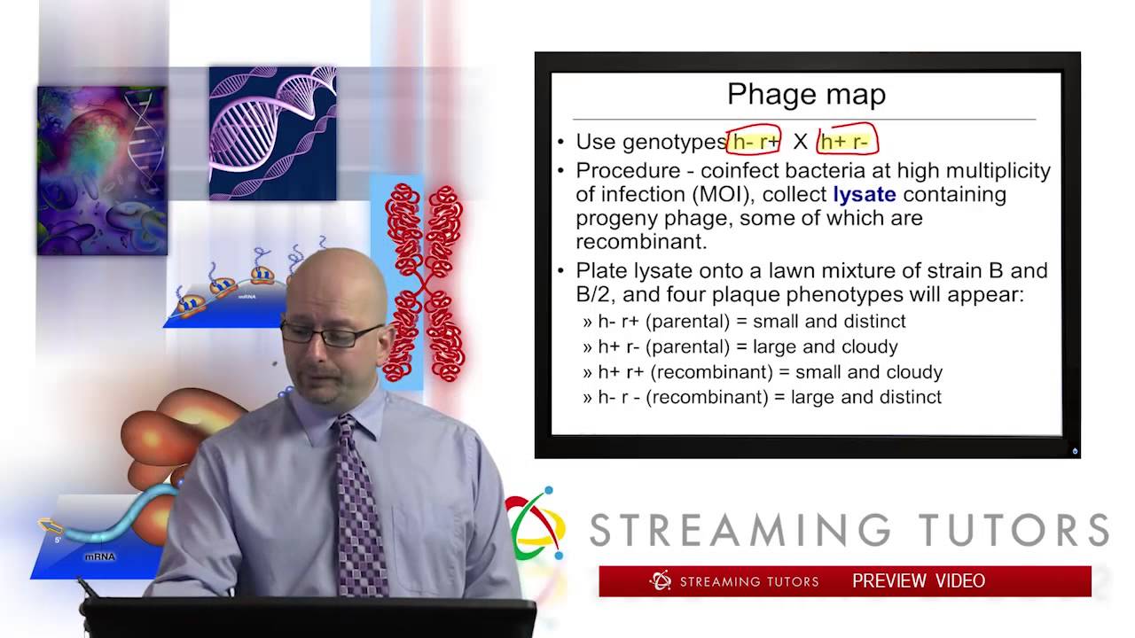 Mutations and the Nature of the Gene   Fine Structure Mapping of Viral Genes tutorial