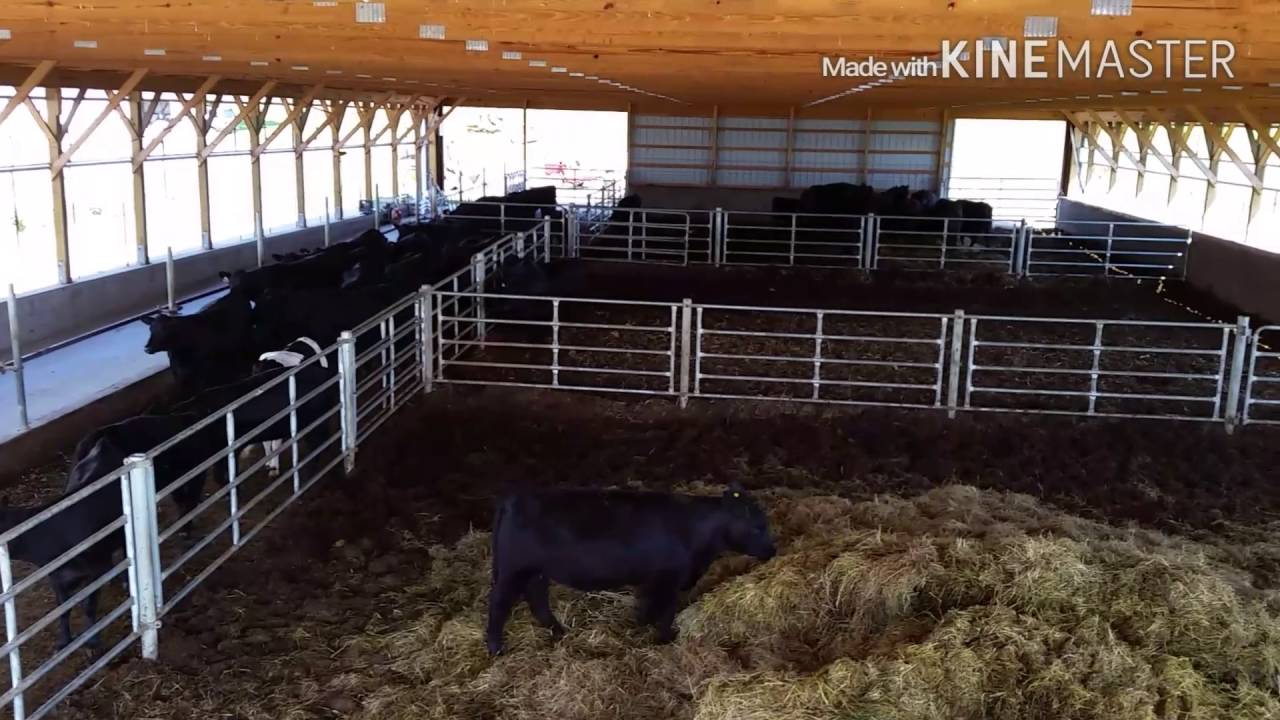 Overview of our cattle barn and feed lot used for black angus