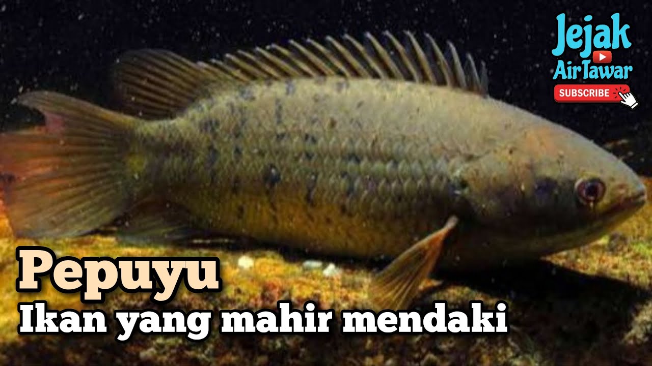 Benarkah ada dua spesies ikan pepuyu di Malaysia?
