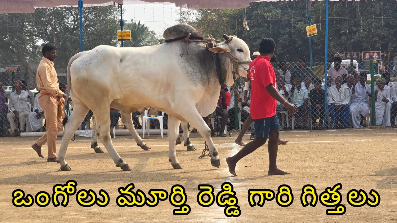 రెంటచింతల ఆరుపళ్ళు 2జత.ఒంగోలు మూర్తి రెడ్డి గారు. ఎర్రగొండపాలెం మండలం మార్కాపురం జిల్లా