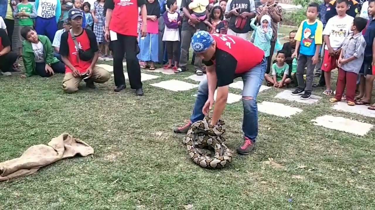 Tips Menangkap Ular Besar bagi Pemula